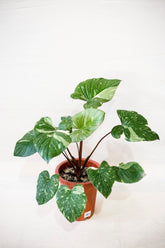 Homalomena sp. 'Constellation'